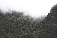 Cloud forest in La Palma, Spain