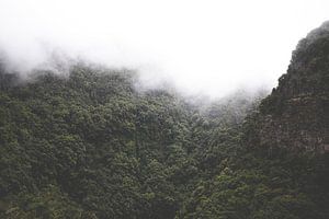 Nevelwoud in La Palma, Spanje