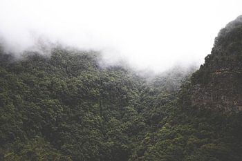 Nevelwoud in La Palma, Spanje