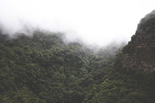 Nevelwoud in La Palma, Spanje