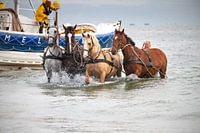 Pferderettungsboot Ameland