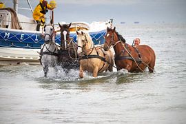 Pferderettungsboot Ameland von Rosalie Elema