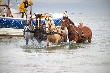 Paardenreddingboot Ameland