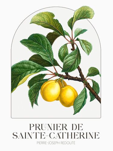 Pierre-Joseph Redouté - Prunier de Sainte-Catherine