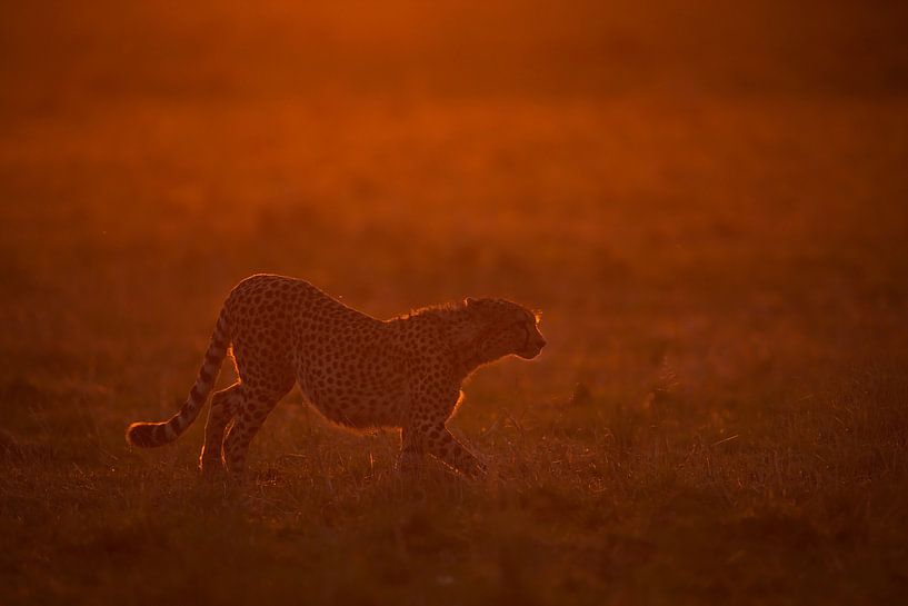 Rotes Licht von Marco Pozzi