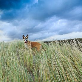 Hond in de vrije natuur sur Henk van den Brink