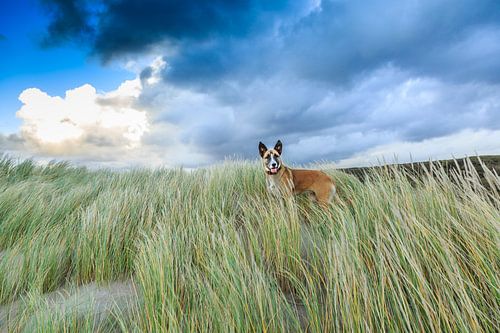 Hond in de vrije natuur von Henk van den Brink