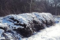 Schneebedeckte Büsche in den Dünen