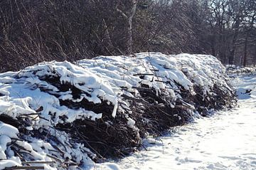 Besneeuwde struiken in de duinen van Beachlines and colors SdK