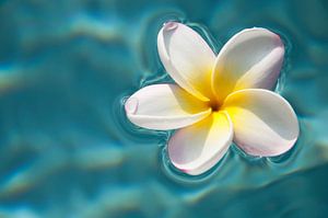 Plumeria / frangipani auf blauem Wasser