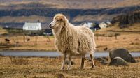 Schaf vor einer kleinen Siedlung von Denis Feiner Miniaturansicht