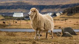 Sheep in front of a small settlement by Denis Feiner