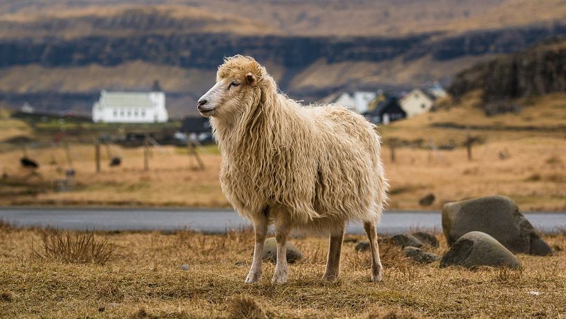 Schaf vor einer kleinen Siedlung von Denis Feiner