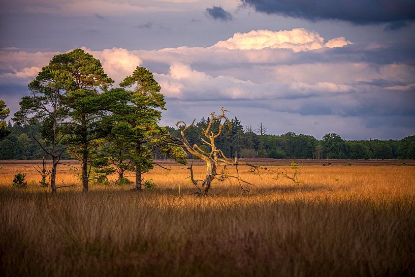 Golden hour over the Drenthe moors by Leon Okkenburg