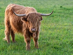 Un curieux Highlander écossais