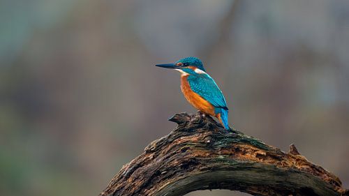 Kingfisher on round trunk