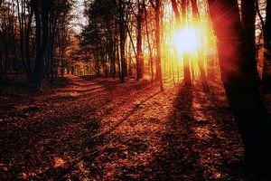 Amerongse-Wald