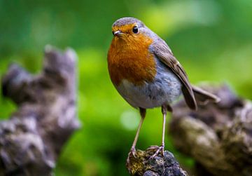 Robin by Kim Claessen