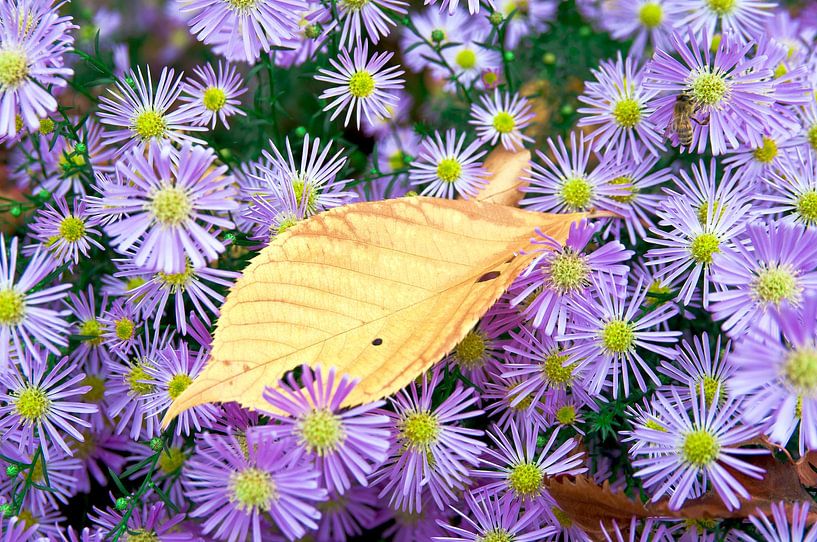 Drijvend, geel blad op wilde, paarse asters van Silva Wischeropp