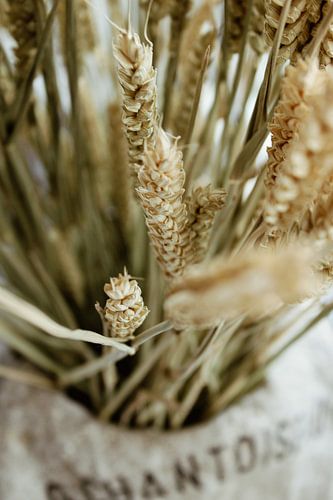 Dry Flowers Close Up