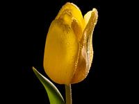 Yellow Tulip