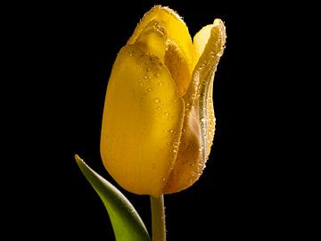 Gele tulp van Coramija