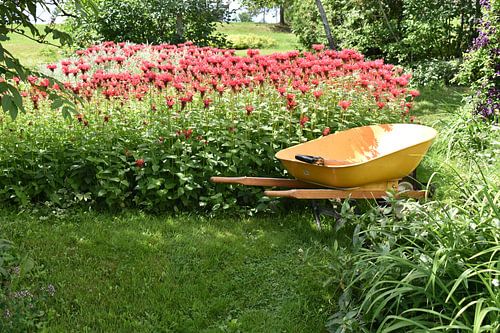 Monarch bloemen in de tuin