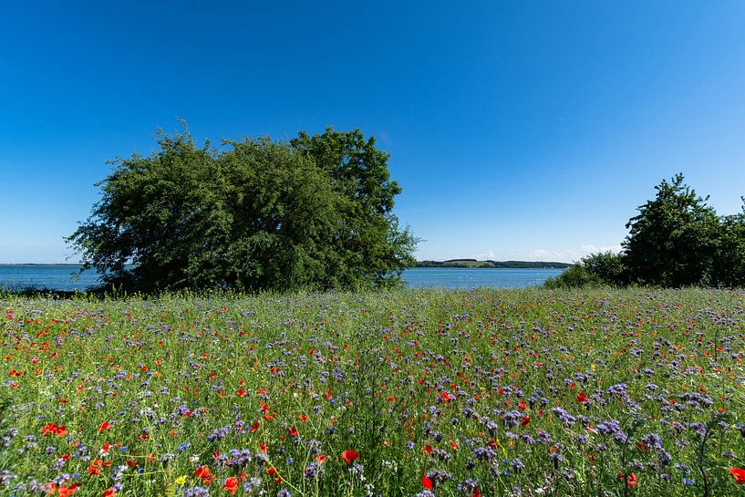 Blumenwiese am Reddevitzer Höft, Blick zum Groß Zicker von GH Foto & Artdesign