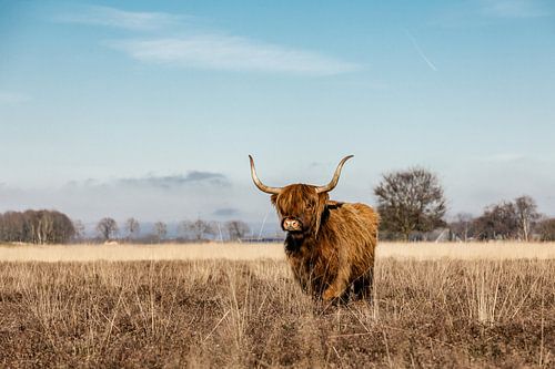 Schotse hooglander koe op de heide