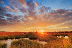 Coucher de soleil sur la lande