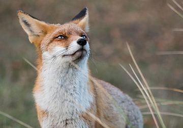 The fox by Lenskappie