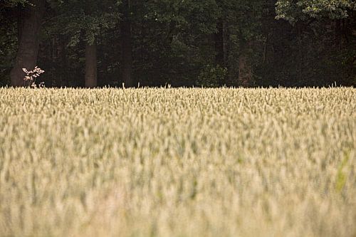 Agrarisch landschap in de Achterhoek, omgeving Winterswijk (2)