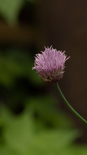 Bieslook von Lisenka Pauw