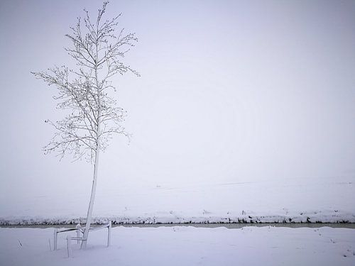 The parc covered with fresh snow / het park bedekt met verse snow