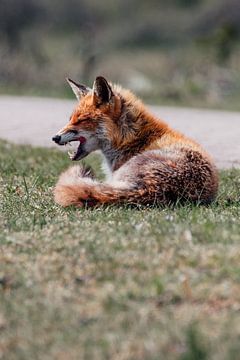 Gaping fox by Erik Lei