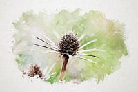 Watercolour Thistle