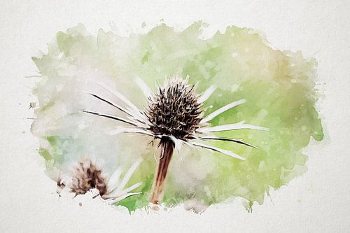Aquarell-Distel