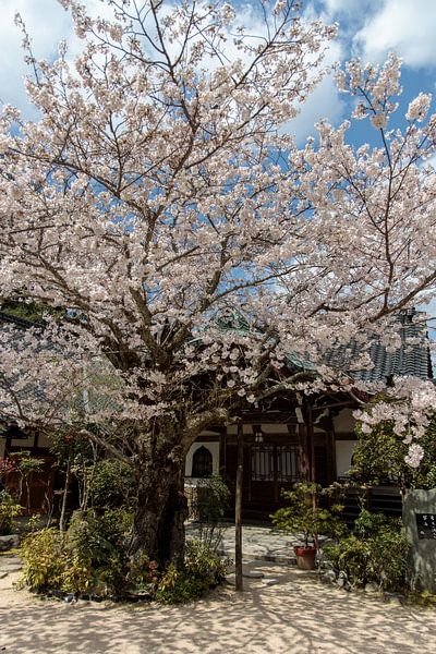 Kersenboom bij tempel van Bas Rutgers