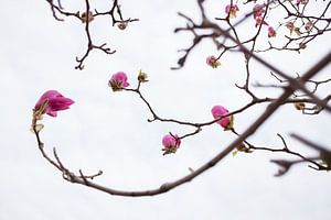 Bloeiende magnolia bloemen in de lente van Chihong