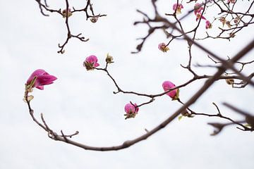 Bloeiende magnolia bloemen in de lente van Chi