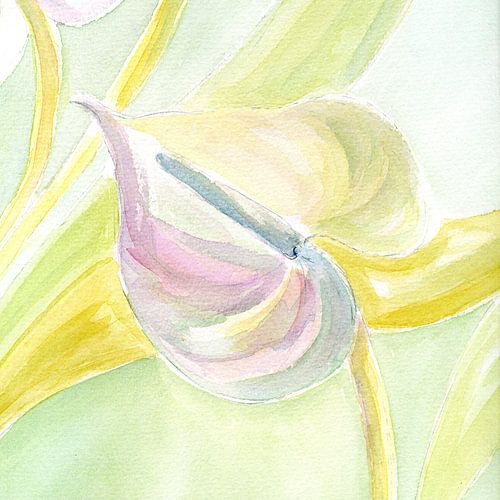 Anthurium