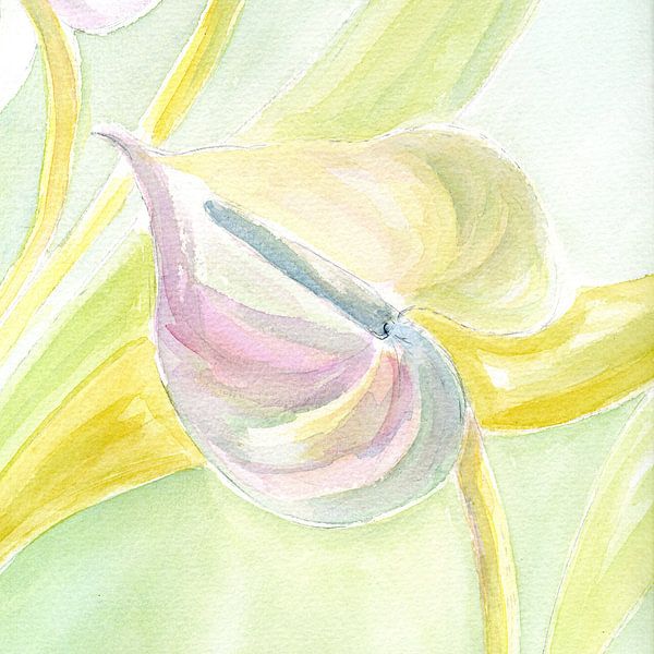 Anthurium van Claudia Gründler