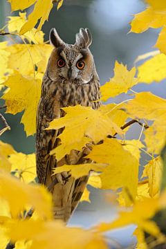 Long-eared Owl ( Asio otus ) roosting in a maple tree surrounded by beautiful autumnal golden leaves van wunderbare Erde