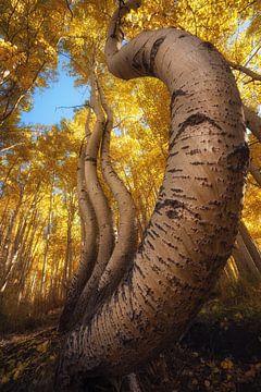 The dancing aspens by Martin Podt