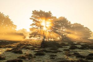 Westruper Heide, Haltern am See, Nordrhein-Westfalen, Deutschland