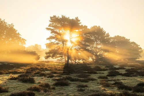 Westruper Heide, Haltern am See, Noordrijn-Westfalen, Duitsland