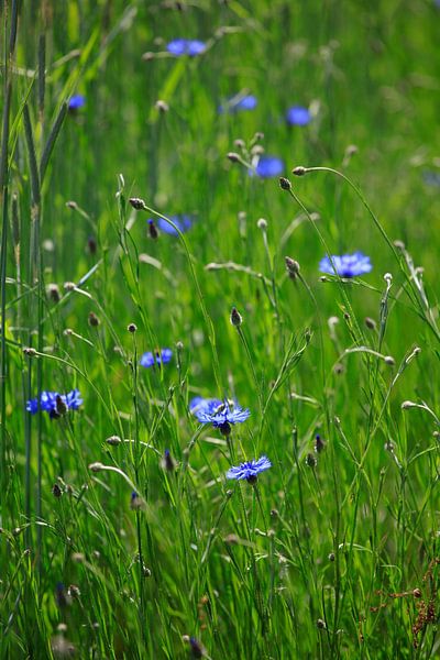 Kornblumen von Thomas Jäger
