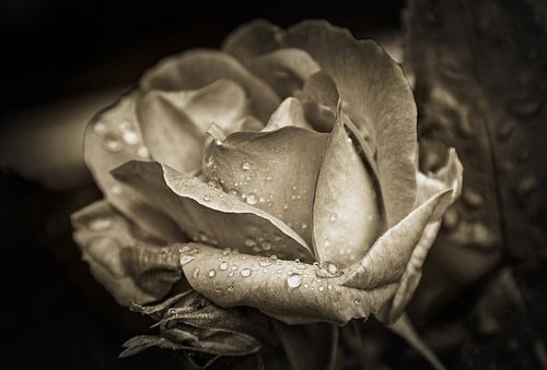Rose nach dem Regen