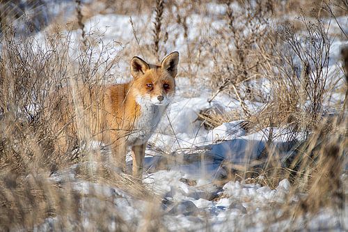 Renard au soleil dans la neige
