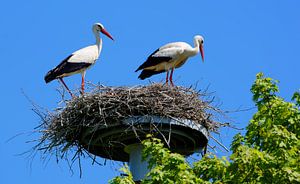 Herr und Frau Adebar - Familie Storch im Storchennest